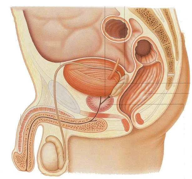 fertőző krónikus prosztatitis kezelés a húgycső vörössége a prostatitis